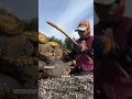 How to Harvest Sunflower Seeds (Kuaci) the Easy Way! 🌻💥 #SunflowerSeeds #Kuaci #Harvesting #shorts
