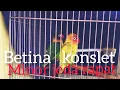 Download Lagu Masteran suara BETINA KONSLET minor dobelan terbaik || Cocok untuk masteran lovebird anda