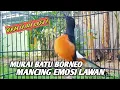 BIKIN LAWAN NGAMUK || GAYA MURAI BORNEO MANCING EMOSI LAWAN