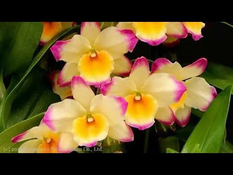 HABLEMOS DE ORQUÍDEAS DENDROBIUM