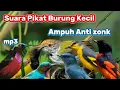 Download Lagu Suara pikat semua jenis burung kecil paling Ampuh,Anti zong burcil gacor