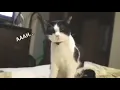 Download Lagu saat kucing bersin