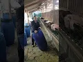 Download Lagu Short fermentation keeps taste mild, perfect for main feed #GoatFarm #ProbiotikAlami #PakanUtama