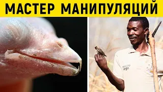 Как хитрая птичка заставляет других работать на себя