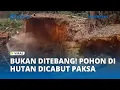 TERKUAK! Cara Mereka Rusak Hutan, Tidak Ditebang Tapi Dicabut hingga Akar Pohon!