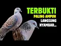 Download Lagu Suara Burung Tekukur Betina Memanggil Jantan Agar Bunyi