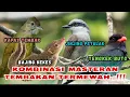 Download Lagu JINJING PETULAK, BAJING KEKES, TENGKEK BUTO \u0026 KAPAS TEMBAK!! KOMBINASI MASTERAN TEMBAKAN TERMEWAH ||
