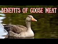 Benefits of goose meat