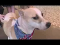 Pet over population crises at all time high in Houston