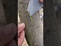 Grafting an Orange tree to a Lemon Tree