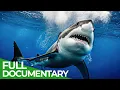 Download Lagu Sharks: The Big Five – Ocean’s Ultimate Predators | Free Documentary Nature