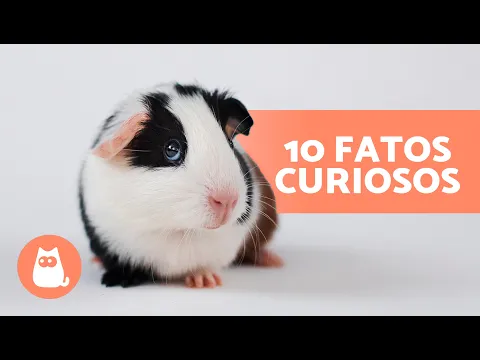 Download MP3 10 CURIOSIDADES sobre PORQUINHOS-DA-ÍNDIA🐹 Elas vão te surpreender!