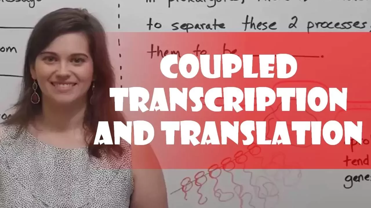 Coupled Transcription and Translation