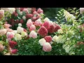 Top 5 Must-Have Proven Winners Hydrangeas to Plant this Fall