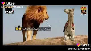 الاسد قال للجمل تعالا اسالك سؤالين دندنها