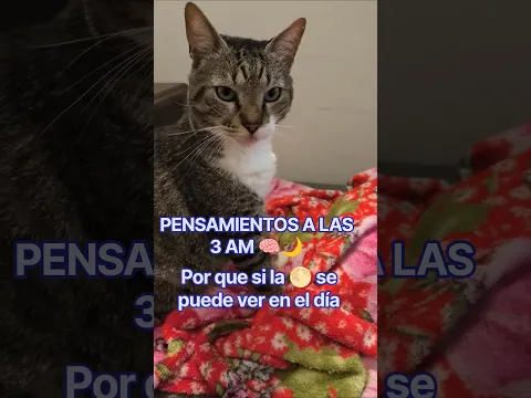 Una duda que no lo deja dormir 🌝☀️ #gatitos #humor #shorts