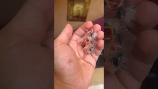 فراخ كناري Breeding Birdslover Pets Canary Birds Pets Animals Cover 