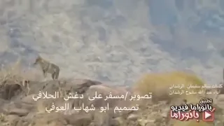 ياذيب ياللي تجر اعواك في عاليات المراقيب 