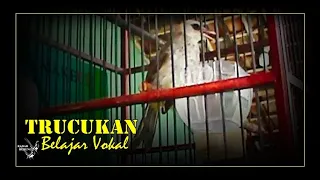 burung trucukan olah vokal suara nyerecet 