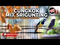 🔴 Srigunting Abu Abu Full Fariasi Isian Mewah vs Cucak Cungkok Gacor Isian Greja Ciblek Daun