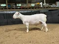 4553 Yearling Ram Online at Tays Realty Auction LLC