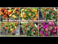 Download Lagu MACAM-MACAM JENIS  WARNA BUNGA LANTANA CAMARA TAHI AYAM LENGKAP DENGAN GAMBARNYA