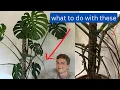 Monstera Roots - 4 Things to do with Aerial Roots