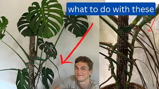Monstera Roots - 4 Things to do with Aerial Roots