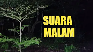 berburu suara jangkring di tengah malam yang sunyi terapi suara ketenangan