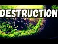 Last Tribute Before I Destroy This Nano Jungle Tank