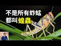 Download Lagu 昆蟲界的「皇帝」，天災級別的存在！蝗蟲爆發蝗災到底有多瘋狂？有史以來最長的一期！不是所有的蚱蜢都叫蝗蟲……【老肉雜談】#動物 #昆蟲 #蝗蟲 #蚱蜢 #知識