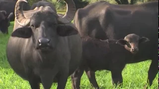 Criação Búfalos em PF