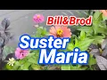 Download Lagu Suster Maria Arie Wibowo Bill\u0026Brod Tak Perduli Siang Atau Di Malam Hari Kau Layani Dengan Kasih