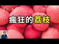 Download Lagu 荔枝人人愛吃，但吃多了竟可能致命！最有故事性的水果，廣東人的驕傲，但長安的荔枝真來自嶺南嗎？【老肉雜談】