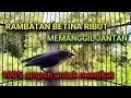 Download Lagu Suara Pikat Rpm/Rambatan Paruh Merah Betina Ribut Memanggil Jantan