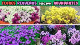 plantas con flores peque as pero muy abundantes