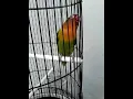 Download Lagu Burung love bird gacor 5 menit tanpa ada jeda