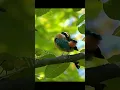 Lagu Indian Pitta call. Bird video.  #birds #wildlife #birdvideos #summer #birdscall #birdcall #viral