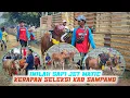 Download Lagu Suasana kerapan sapi seleksi KAB Sampang hari ini