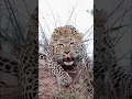 Download Lagu Leopard roar