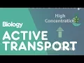 Transport In Cells Active Transport Cells Biology FuseSchool