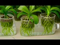 Download Lagu I CREATED THIS VERY EASY WAY SO I NEVER LOSE ANOTHER ORCHID