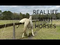 Lagu Terrifying Reality of Horse Ownership