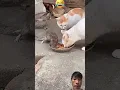 Download Lagu This cat is too gentle #shorts