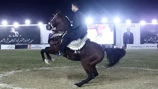 حريف البشاوية مركز رابع بطل ابطال و ابراهيم غزال مهرجان الشرقية لأدب الخيول العربية 2022 