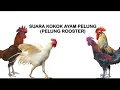 Download Lagu Suara Kokok Ayam Pelung: Merdu dan Memikat! 🐓🎶