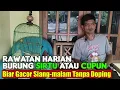 Download Lagu PERAWATAN HARIAN BURUNG SIRTU SUPAYA CEPAT GACOR || PERAWATAN HARIAN BURUNG CIPOH AGAR CEPAT GACOR