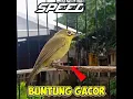 Download Lagu Joss Kecial Buntung Speed CC Terbaik