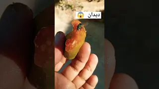 الديدان في الكرتوس 