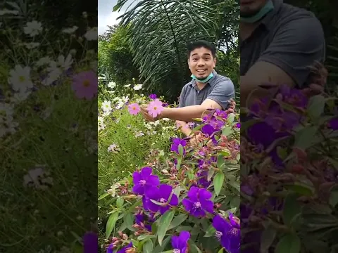 Refugia : Cara Agar Tanaman Sehat, Cara Mengatasi Hama Tanaman #shorts #tipsberkebun